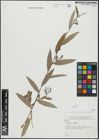 Foto von Salix alba L.